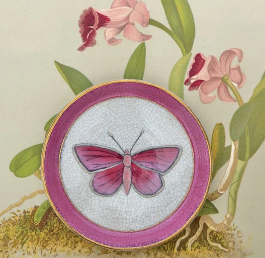 Entomologoe Savon dish