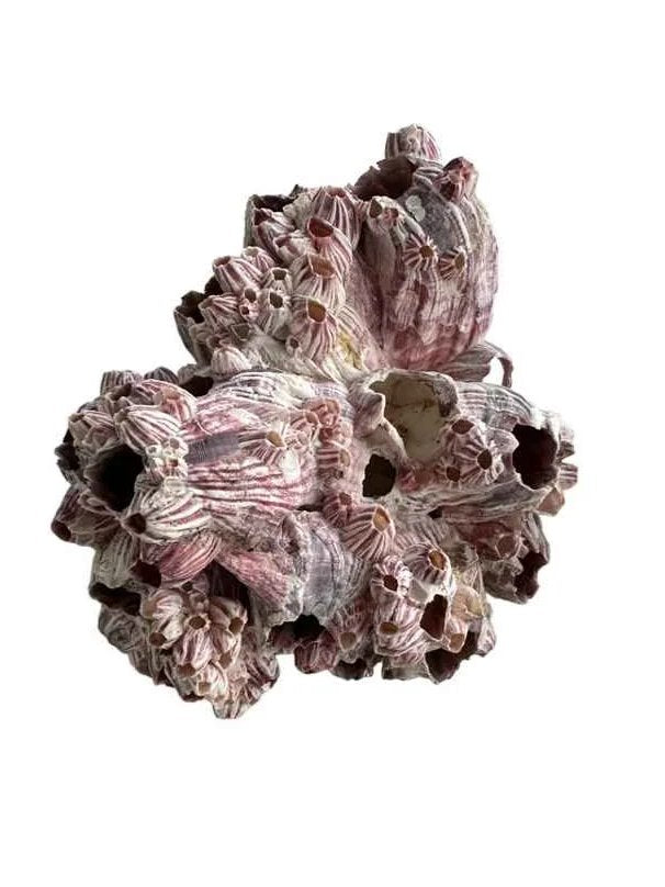 Pink Barnacle image 0